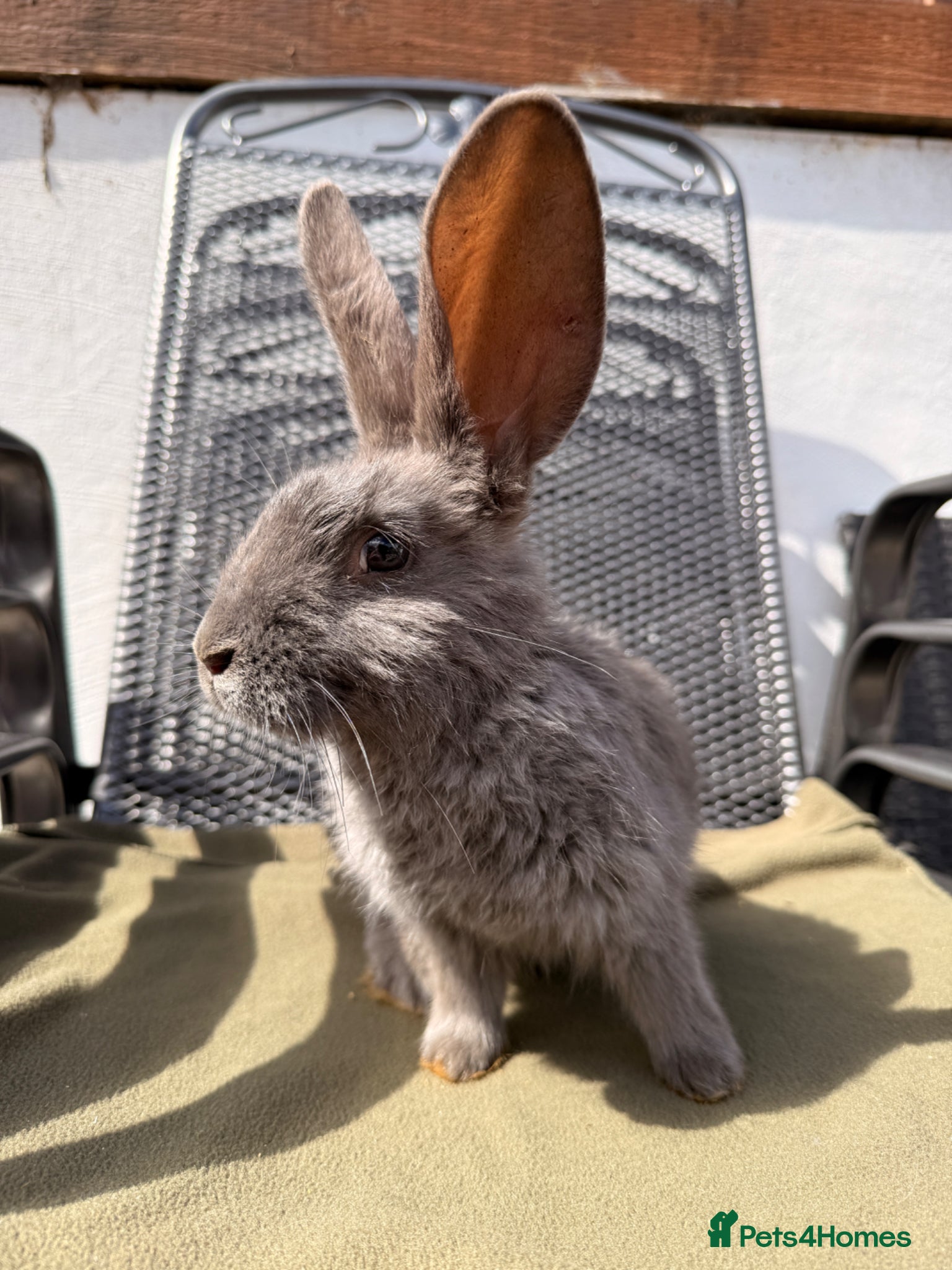 Continental Giant rabbits Continental Giant X New Zealand White Bunnies - Advert 11