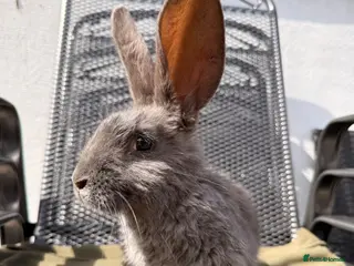 Continental Giant rabbits Continental Giant X New Zealand White Bunnies - Advert 11