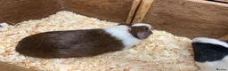 Guinea Pig rodents for sale: Male/Boars Dutch guinea pigs - Advert 3