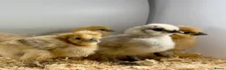 Chickens poultry for sale: Hatching Eggs🐣USA Bearded Silkies,Brahmas,Vorwerk - Advert 13