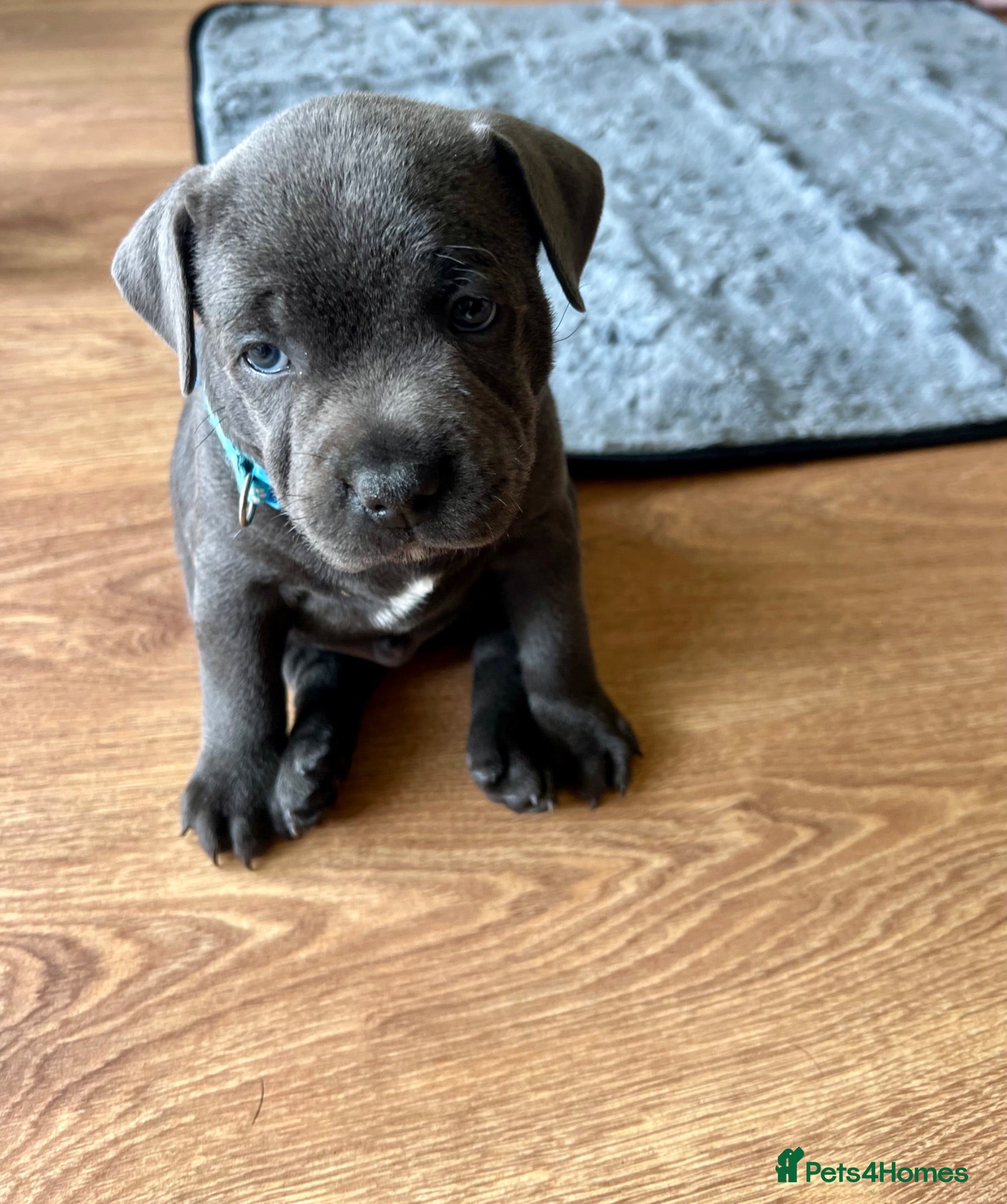 Staffordshire Bull Terrier dogs Stunning KC registered Staffy puppies 💙💙🩷🩷🩷 - Advert 2