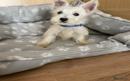 West Highland Terrier dogs for sale: Beautiful west highland terriers puppys - Image 14