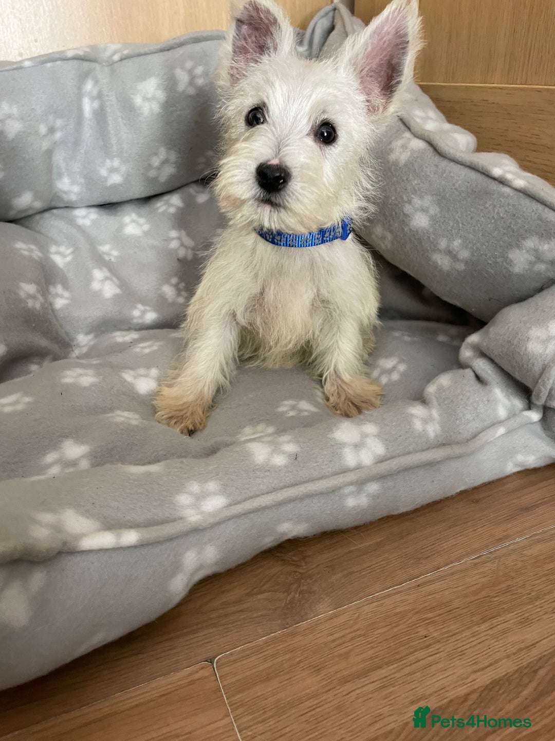 West Highland Terrier dogs for sale: Beautiful west highland terriers puppys - Image 14