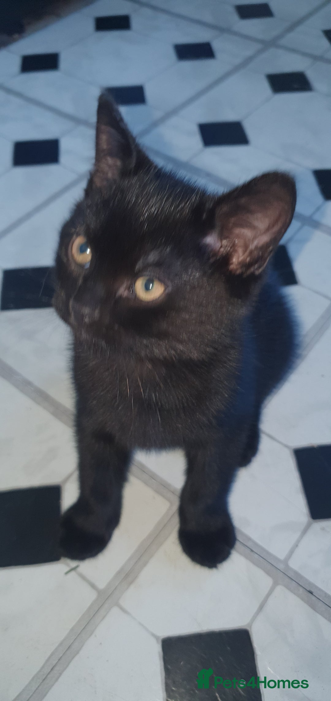 British Shorthair cats for sale: Black kitten's  - Advert 2