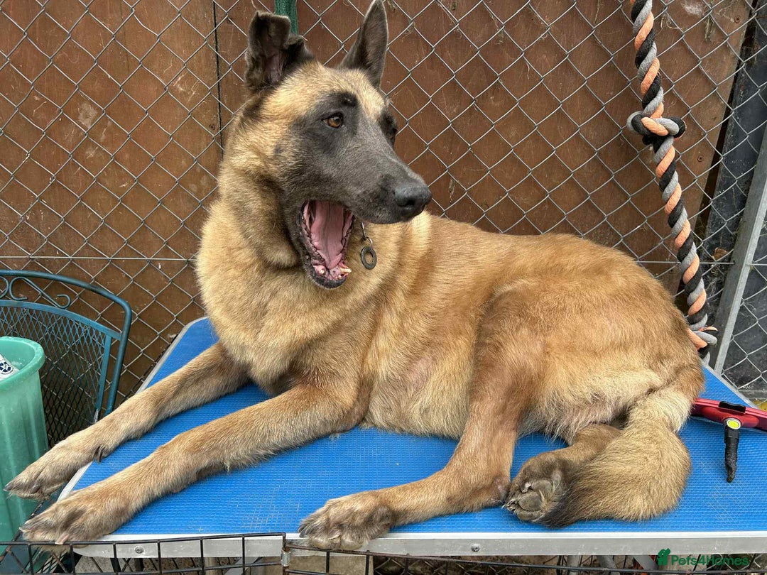 Mixed Breed dogs for adoption: Ava. Norwich Norfolk  - Image 5