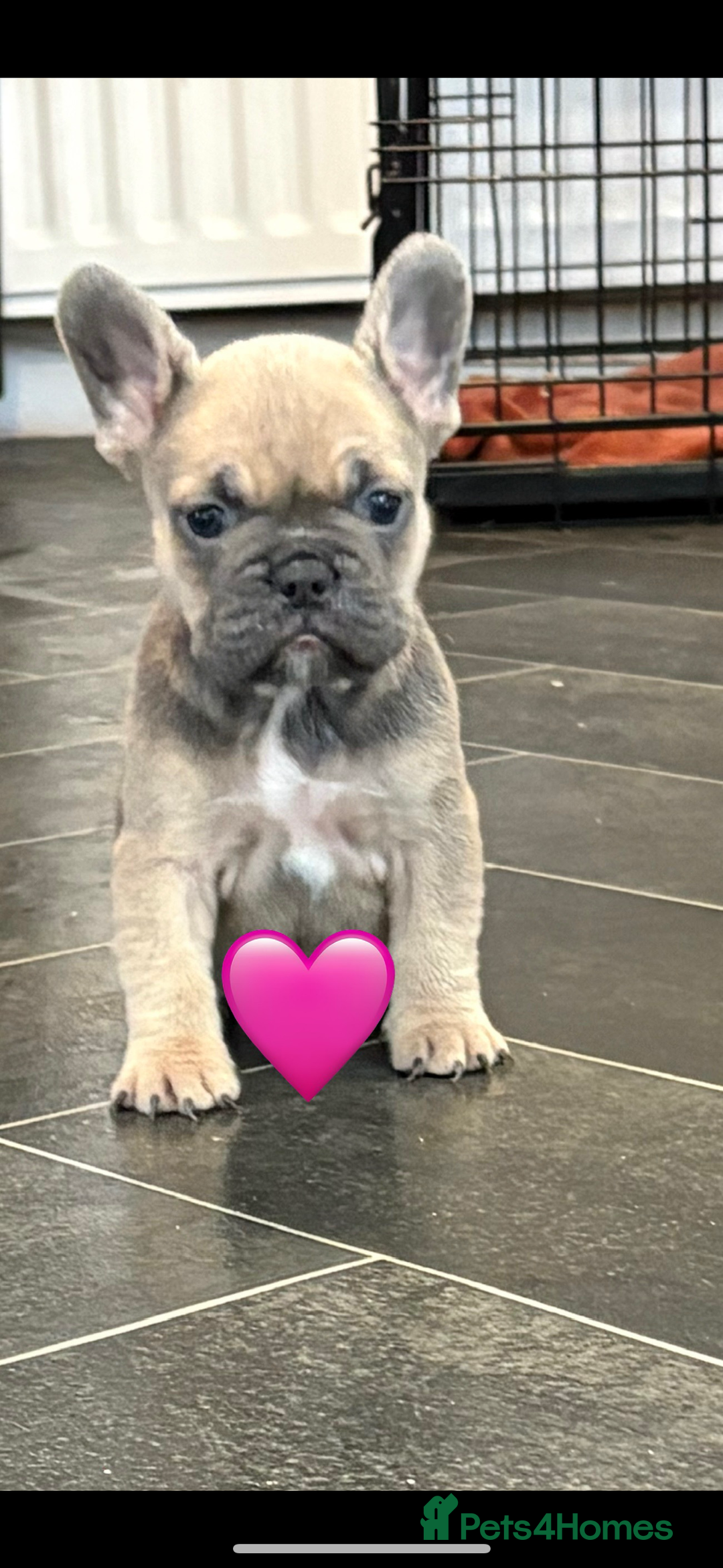 French Bulldog dogs for sale: *REDUCED* READY TO LEAVE French bulldogs  - Advert 3