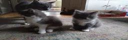 Ragdoll cats for sale: Ragdoll cross kittens in Enfield - Advert 2