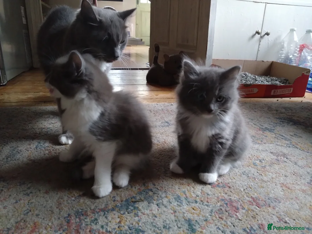 Ragdoll cats for sale: Ragdoll cross kittens in Enfield - Advert 2