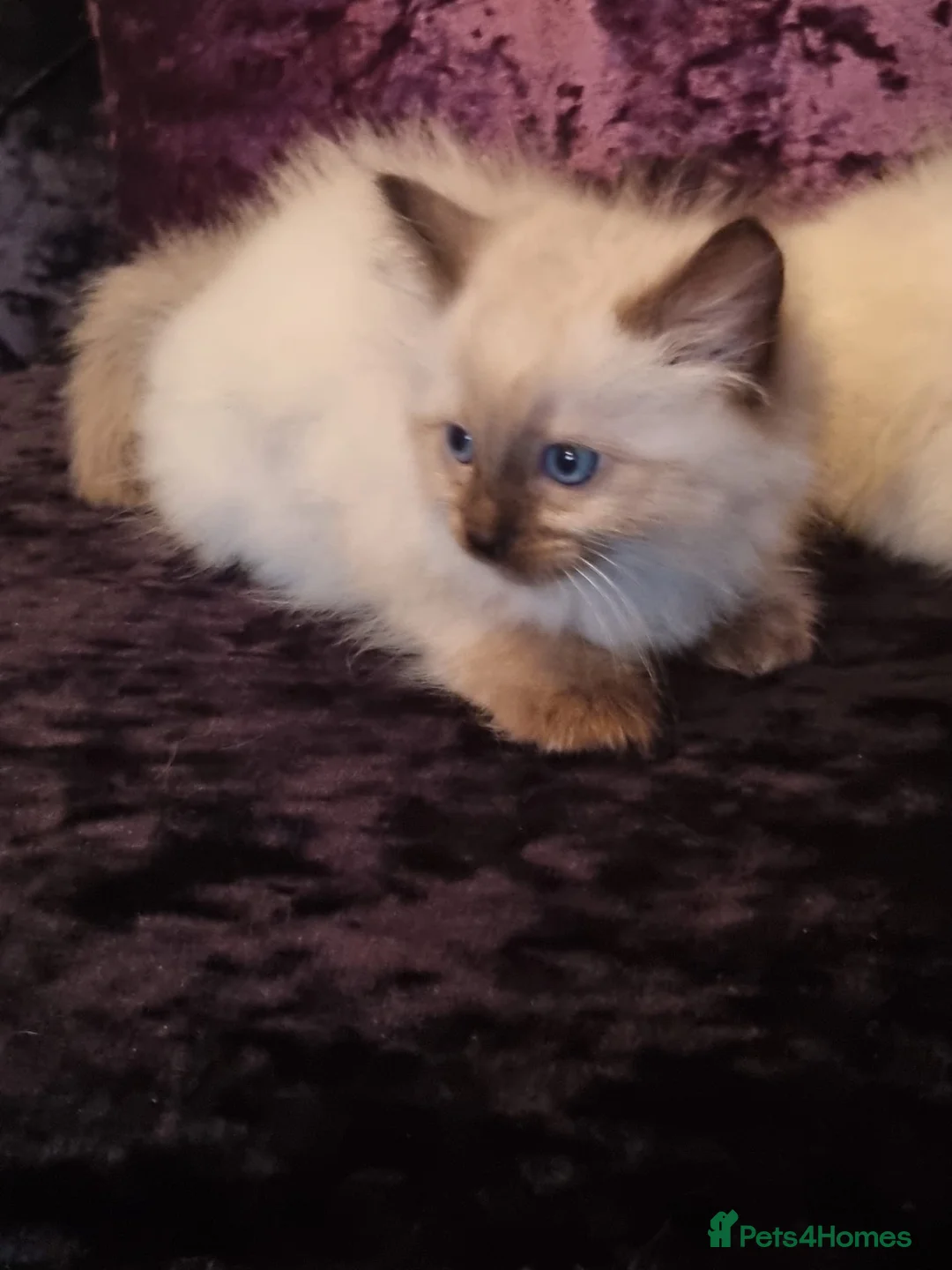 Ragdoll cats for sale: Beautiful Ragdoll Kittens - Advert 8