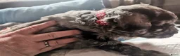 Mini Goldendoodle dogs for sale: Beautiful litter of goldendoodles - Advert 7