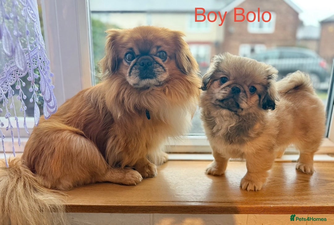 Pekingese dogs for sale: 🐾 Pekingese Puppies for Sale – 2 Girls & 1 Boy 🐾 - Advert 11