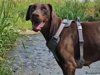 Dobermann dogs Dolly - Advert 3
