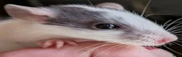 Rat rodents for sale: Beautiful baby Dumbo rats - Advert 3