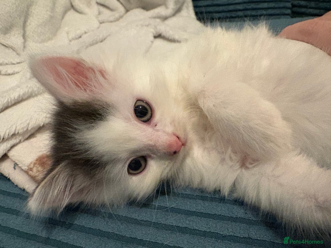 Mixed Breed cats for sale: Adorable fluffy kittens  - Advert 18