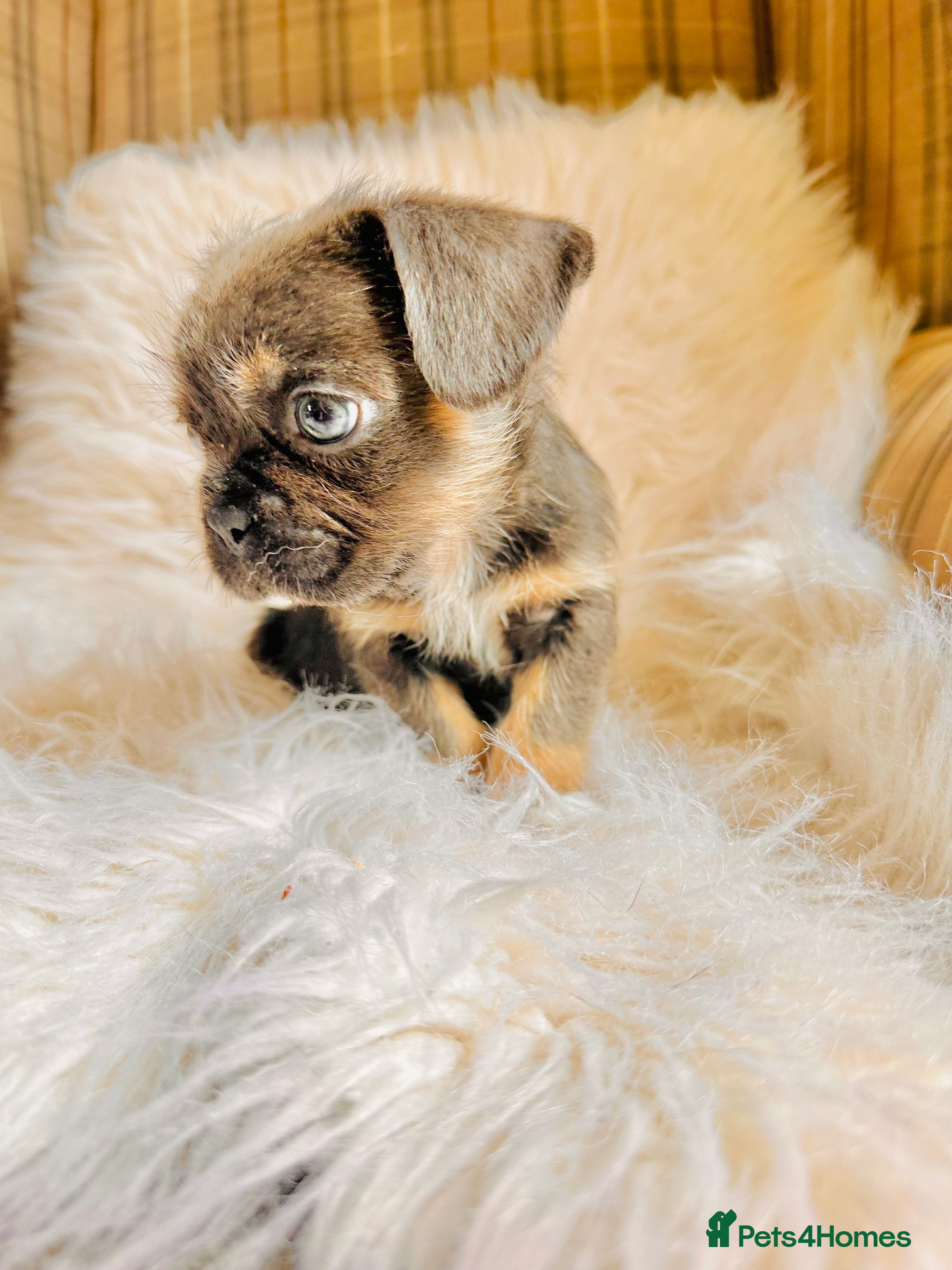 Mixed Breed dogs for sale: Shih Tzu x Frenchie pups - Advert 13