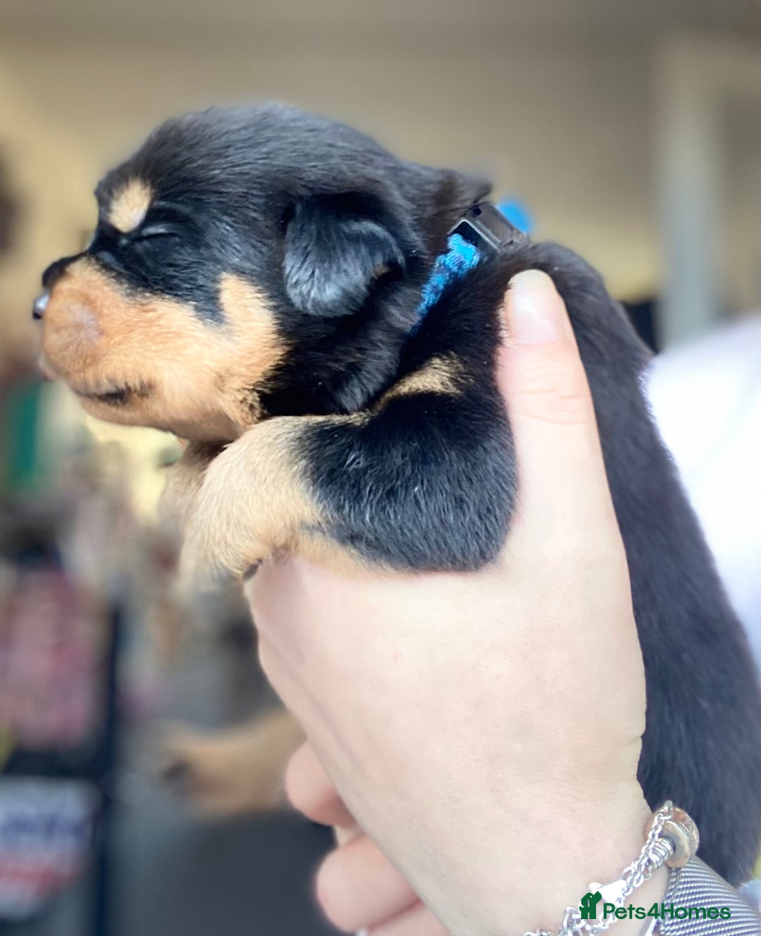 Rottweiler dogs for sale: Hulk and Ruby Rottweiler puppies  - Advert 16