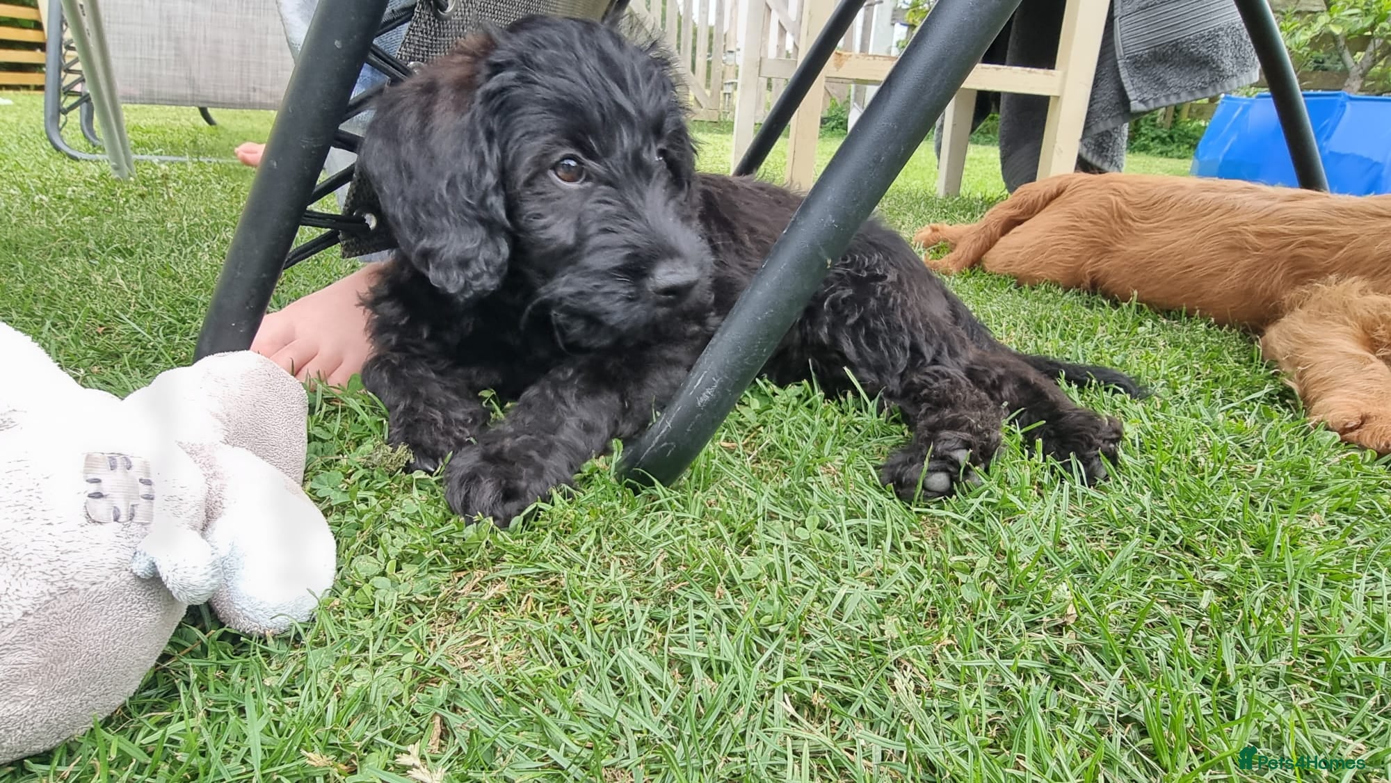 Labradoodle dogs Wonderful labradoodle puppies - Advert 1