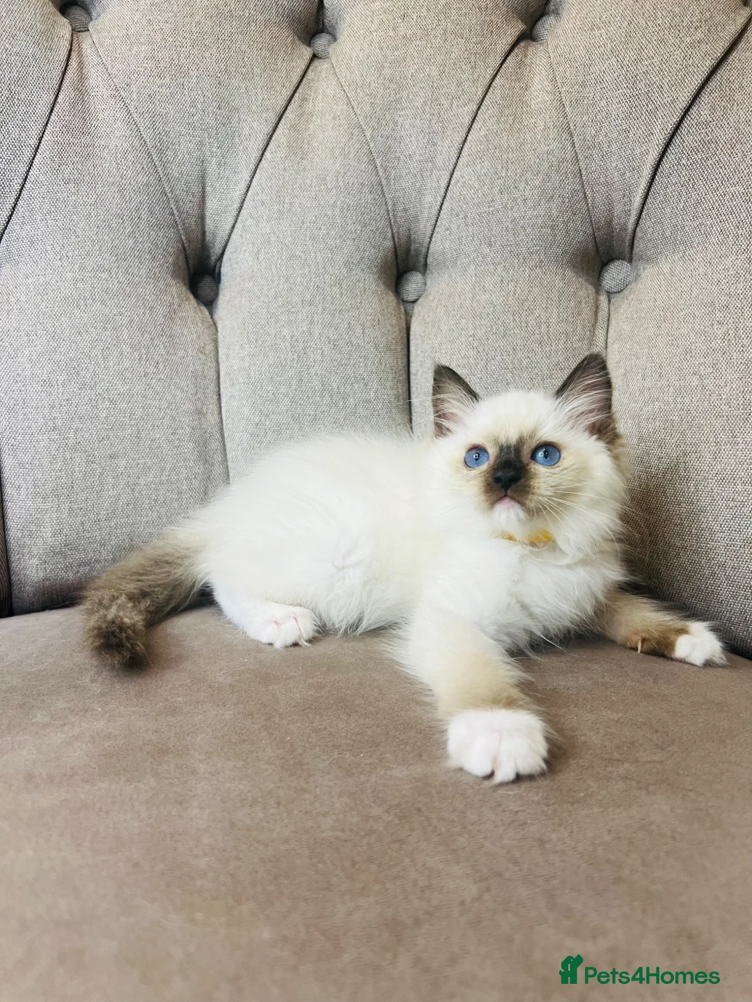 Ragdoll cats for sale: Ragdoll pure breed kittens!!! Ready to go 🏡 - Advert 1