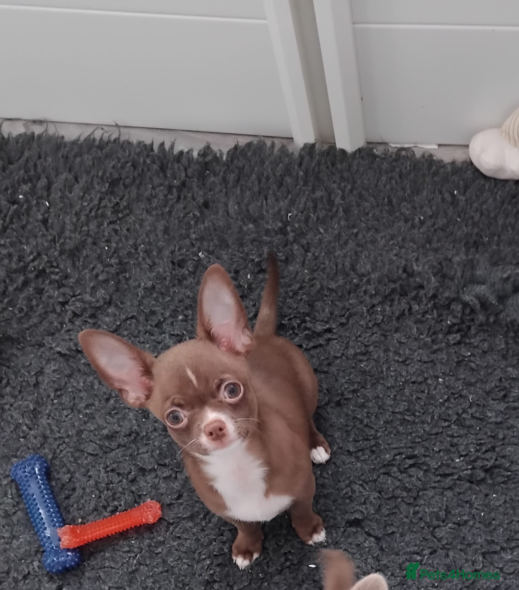 Chihuahua dogs chihuahuas smooth coat  £800 !! boys - Advert 2