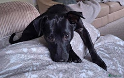 Mixed Breed dogs for adoption: Sweet but Shy Kuro Seeks Male-Only Home & Dog Pal - Image 2