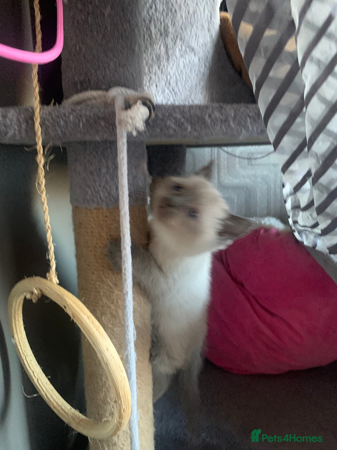 Persian cats for sale: cute 9wk old adorable bundle of joy Persian kitten - Advert 13