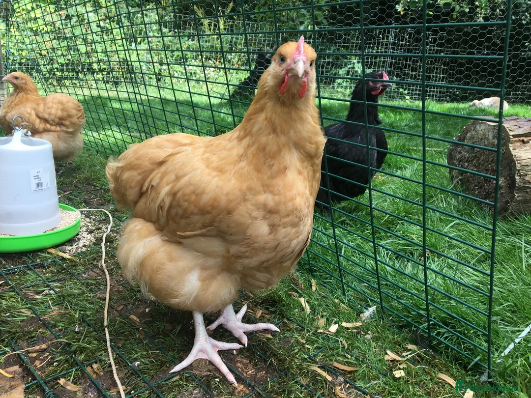Chickens poultry for sale: Bantam Orpington cockerels - buff or black - Advert 5