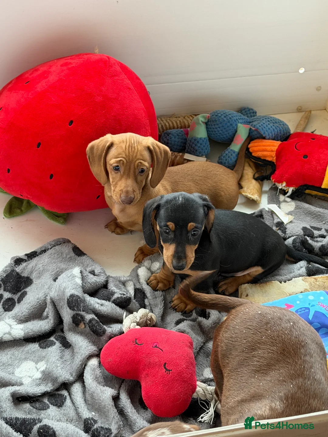 Miniature Dachshund dogs for sale: Beautiful Minature smooth haired dachshund puppies - Advert 9