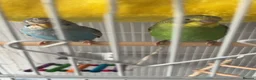 Budgerigars birds for sale: Beautiful male younge budgies  in Hook - Advert 2