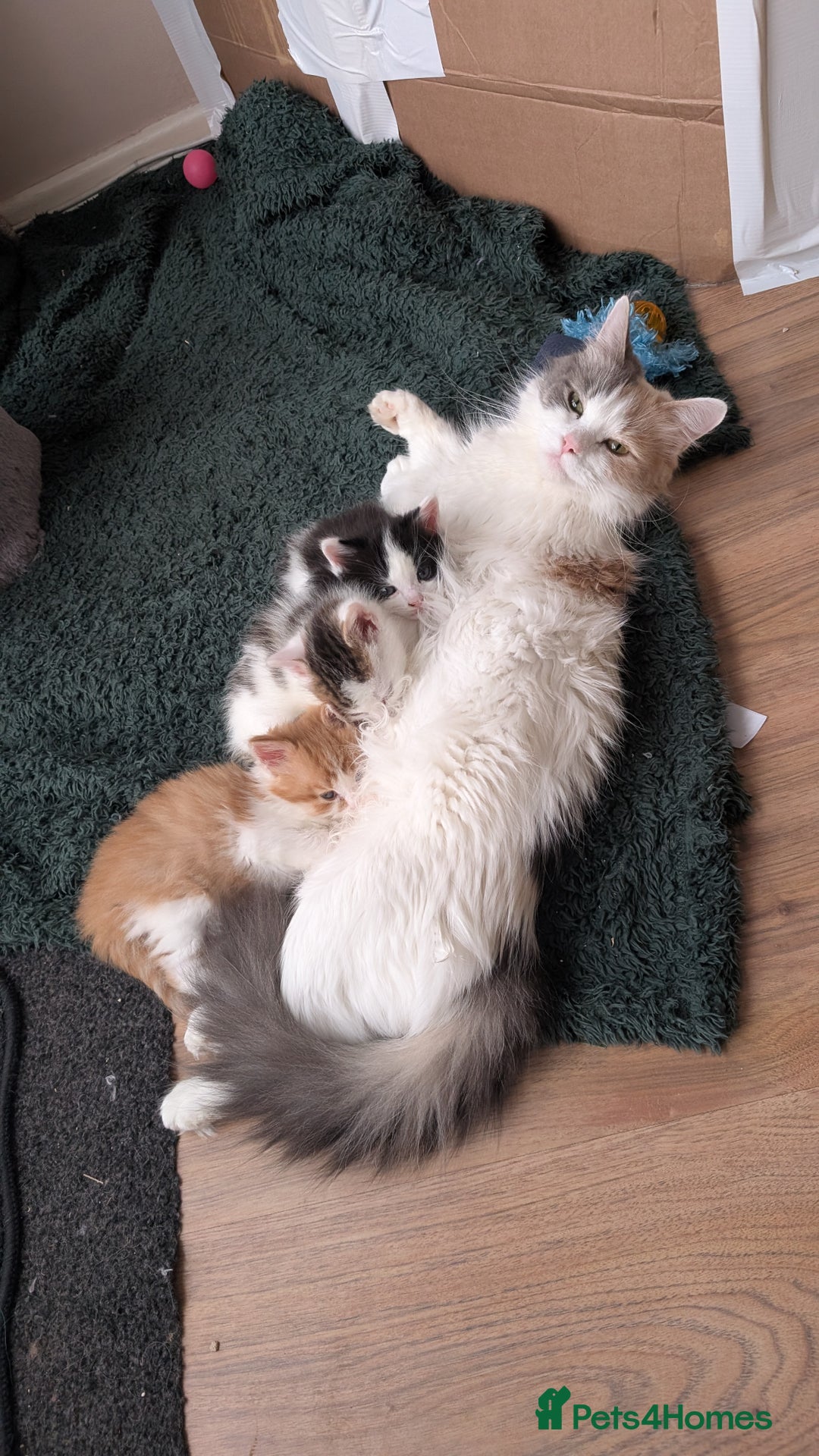 Maine Coon cats for sale: 3 Beautiful Maine coon kittens for sale  😍 - Advert 11