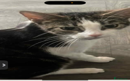 Bombay cats for sale: Princess Luna  in Sheffield - Image 1