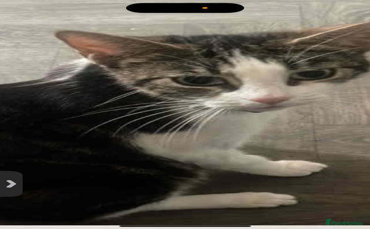Bombay cats in Sheffield - Advert 14