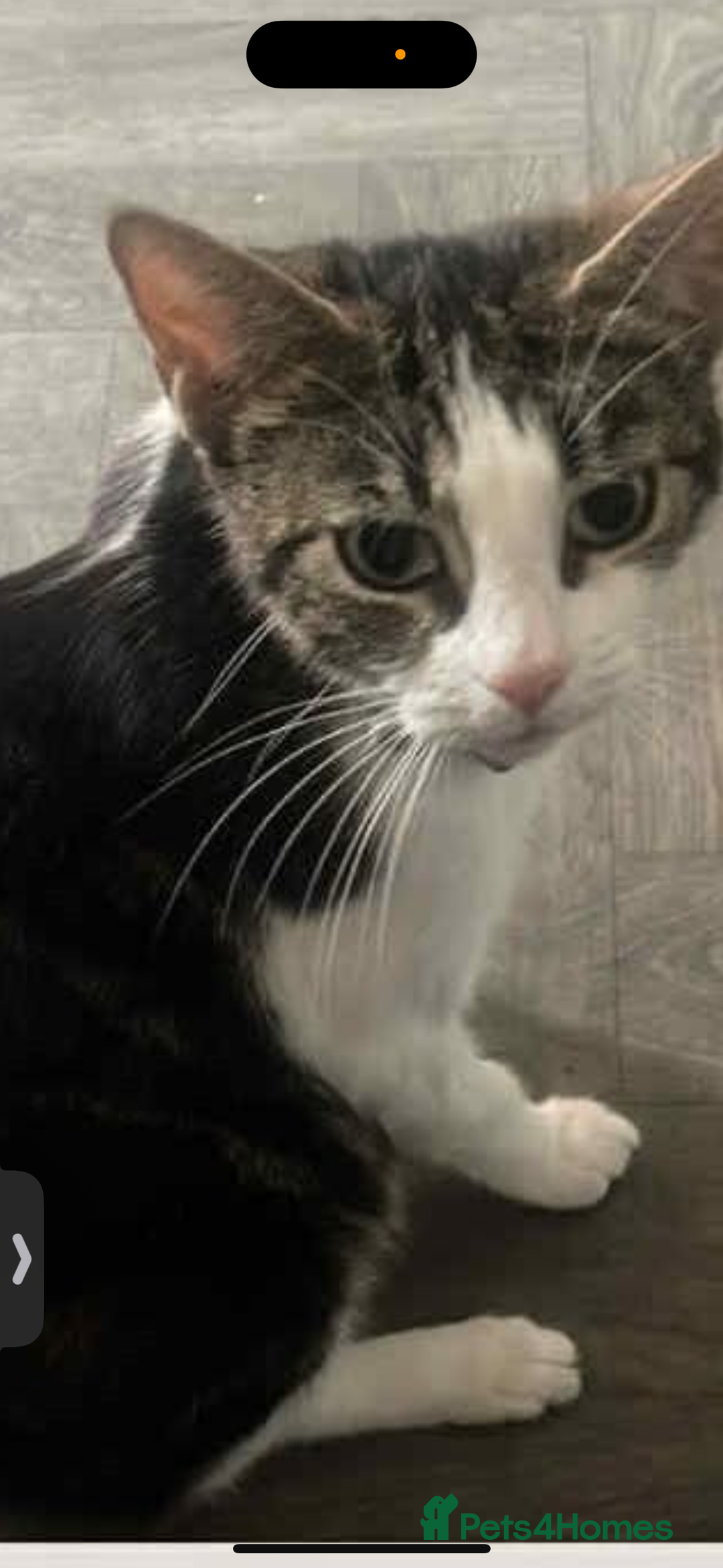 Bombay cats for sale: Princess Luna  in Sheffield - Image 1