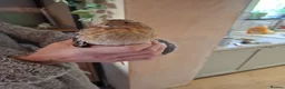 Quail poultry for sale: **free** 5 male quails in Delabole - Advert 3