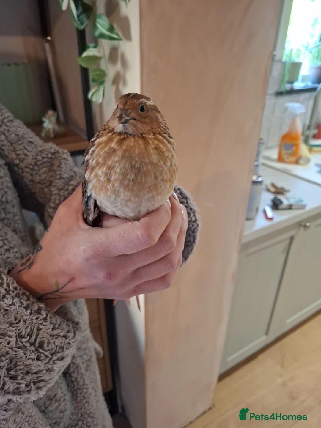 Quail poultry for sale: **free** 5 male quails in Delabole - Advert 3