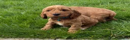 Cockapoo dogs for sale: Stunning Cockapoo Puppies  - Advert 23