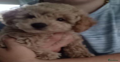 Maltipoo dogs - Advert 3