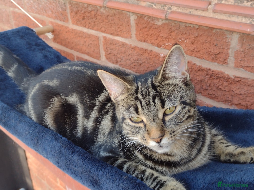 Bengal cats for sale: Zeus Jr - Image 8