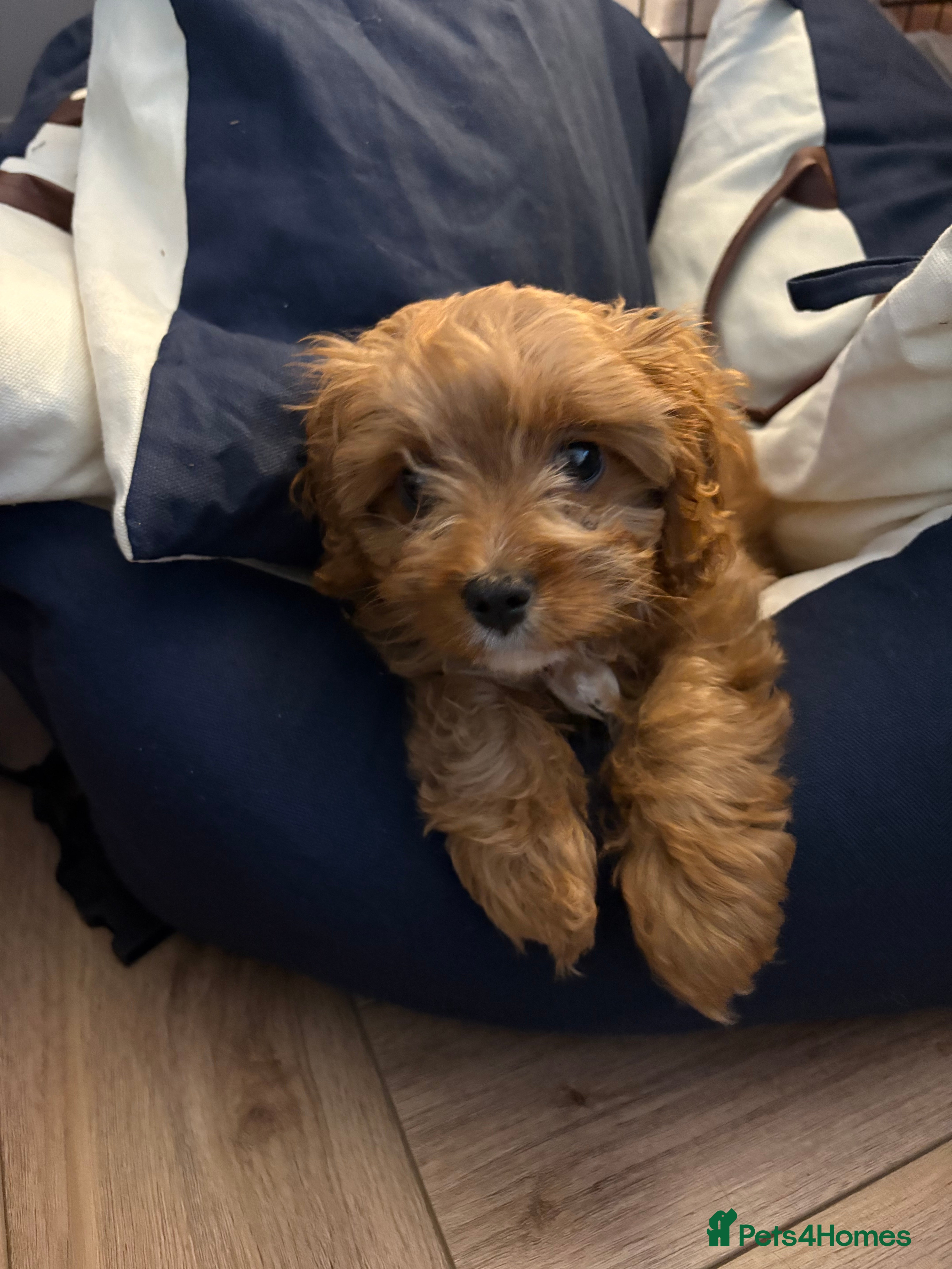 Cavapoo dogs Cavapoo puppy- needs a new home  - Advert 4