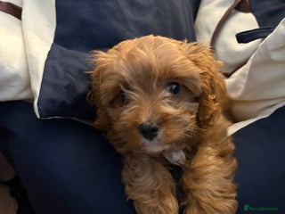 Cavapoo dogs Cavapoo puppy- needs a new home - Advert 1