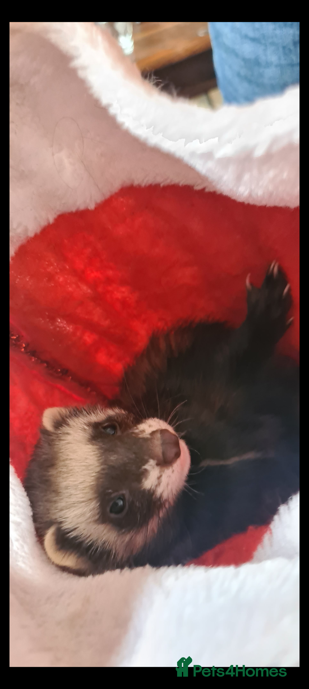 Ferret rodents for sale: Ferret Jill For Re-Home  - Advert 3