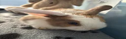 Mini Lop rabbits for sale: 🐰 Beautiful Mini Lop Baby Bunnies– Ready to go 🐰 - Advert 26