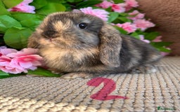Mini Lop rabbits for sale: Mini lops  7 weeks old - Image 4