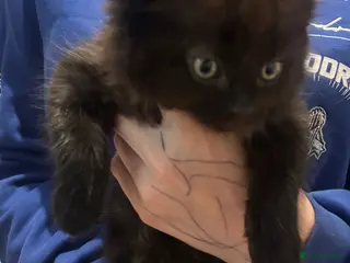 Ragcoon cats Ragdoll cross maincoon kittens - Advert 13