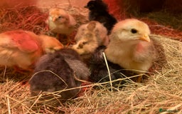 Chickens poultry for sale: Female Legbar chicks  - Image 1