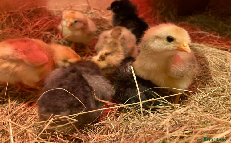 Chickens poultry - Advert 4