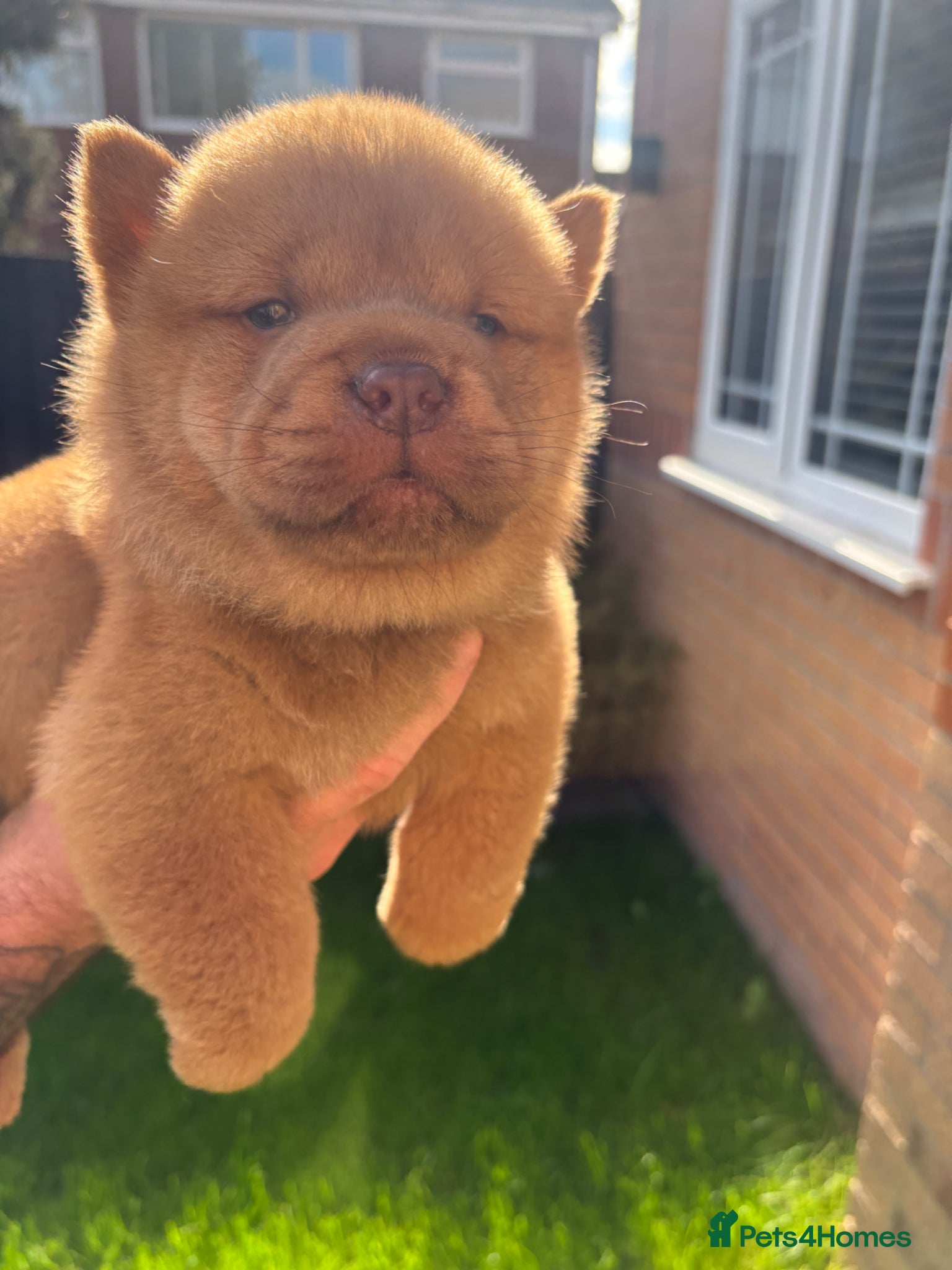 Chow Chow dogs Chow Puppies - Advert 2