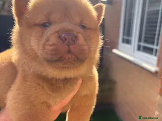 Chow Chow dogs Chow Puppies - Advert 5