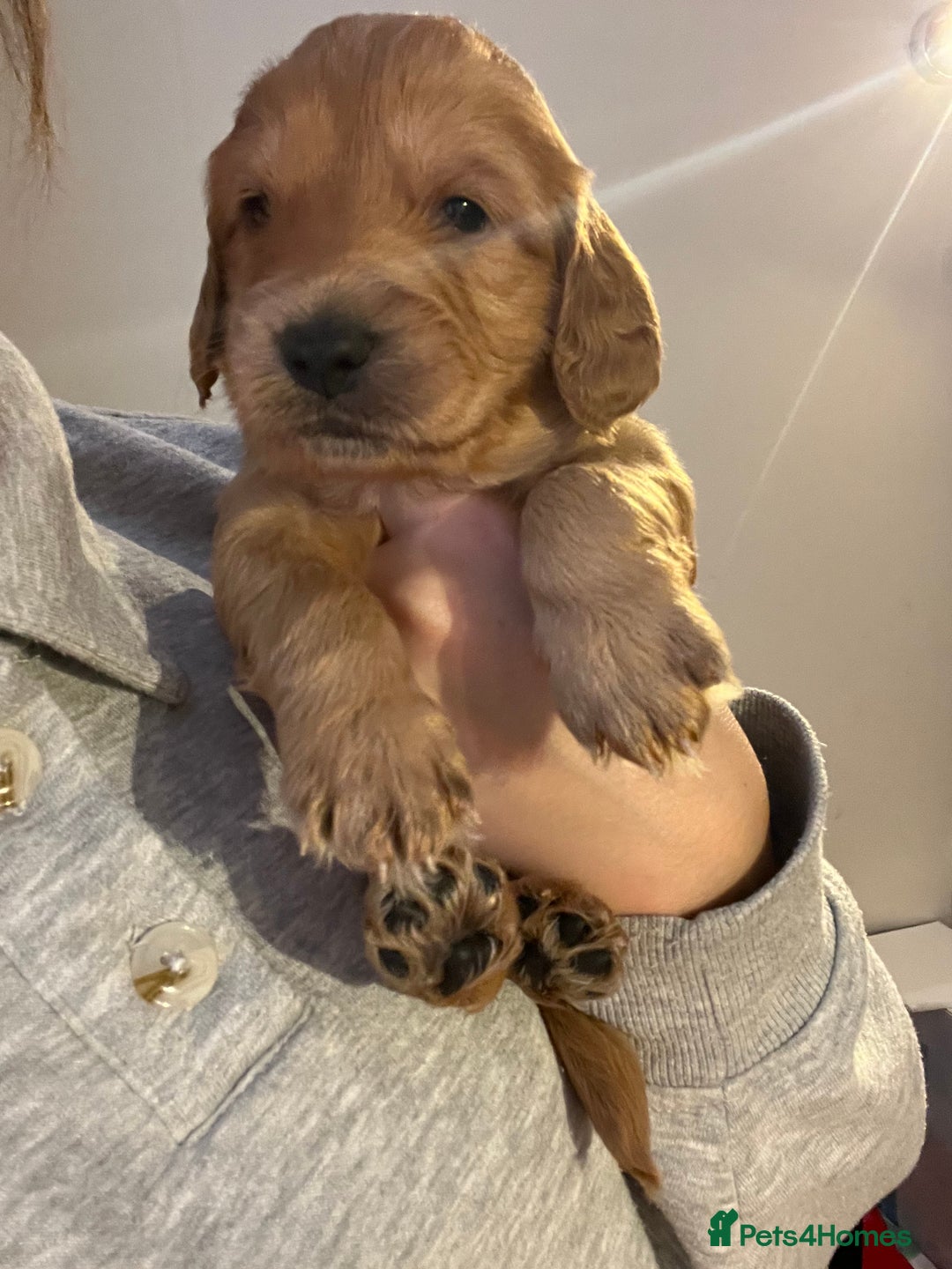Cockapoo dogs for sale: Exceptional Cockapoo puppies 🐶  - Advert 3