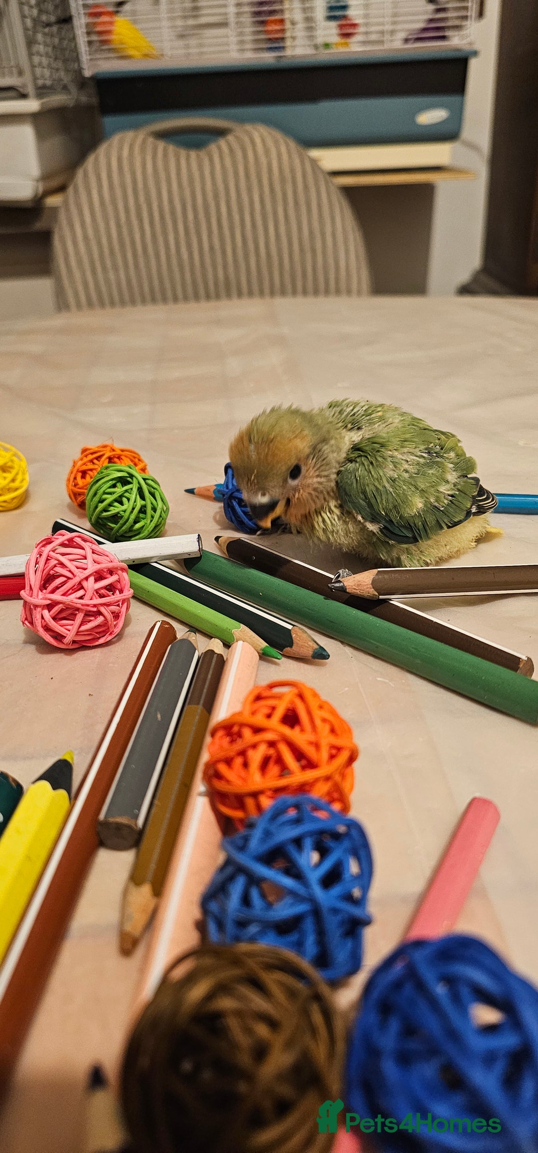 Lovebirds birds for sale: 3 Baby lovebirds - Advert 8