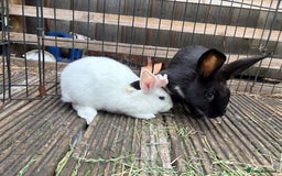 Mini Lop rabbits for sale: 2 beautiful mix breed sisters  - Image 7